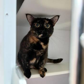 Minnow -  Domestic Short Hair Cat for Adoption in Kanab, Utah - Minnow | PetCurious