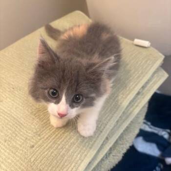 Domestic Long Hair Cats Available for Adoption in League City, Texas - Dolly | PetCurious