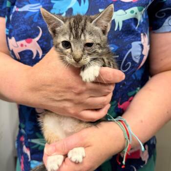Starfish -  Domestic Short Hair Cat for Adoption in Trenton, New Jersey - Starfish | PetCurious