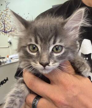 Bunny -  Domestic Medium Hair Cat for Adoption in St. George, Utah - Bunny | PetCurious