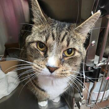 Odin -  Domestic Short Hair Cat for Adoption in Milan, Illinois - Odin | PetCurious