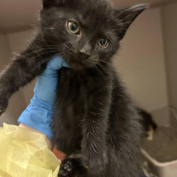 Supreme -  Domestic Short Hair Cat for Adoption in Mason City, Iowa - Supreme | PetCurious