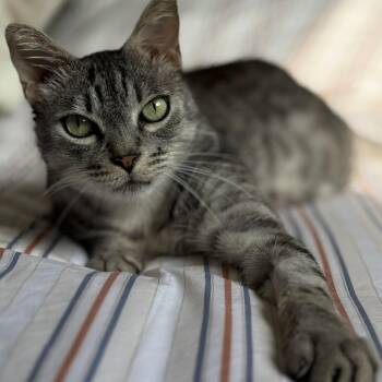 Rescue Domestic Short Hair Cats for Adoption in Los Angeles, California - Nico | PetCurious
