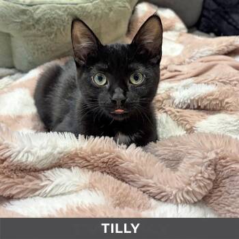 Tilly -  Domestic Short Hair Cat for Adoption in Toronto, Ontario - Tilly | PetCurious