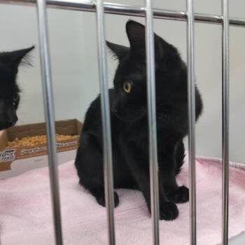 Lincoln -  Domestic Short Hair Cat for Adoption - Lincoln | PetCurious