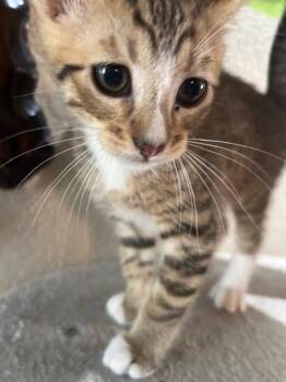 Frosty Socks -  Domestic Short Hair Cat for Adoption in Miami, Oklahoma - Frosty Socks | PetCurious