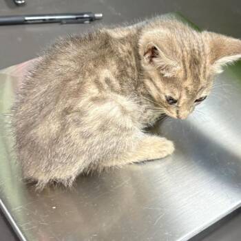 Oblina -  Domestic Short Hair Cat for Adoption in Columbus, Georgia - Oblina | PetCurious