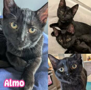 Almo -  Domestic Short Hair Cat for Adoption in Burnaby, British Columbia - Almo | PetCurious