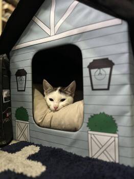 Domestic Short Hair Cats Available for Adoption - Jayce | PetCurious