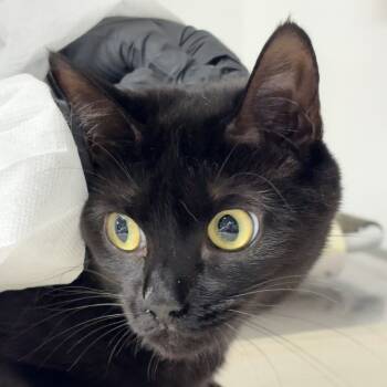 Rescue Domestic Short Hair Cats for Adoption in New York, New York - Jacaranda | PetCurious