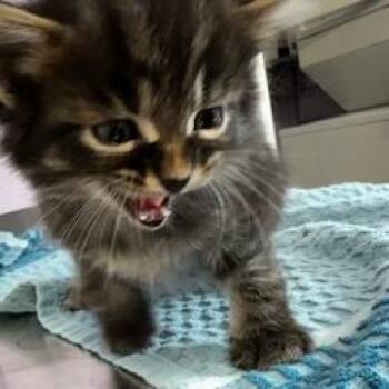 Benedict -  Domestic Short Hair Cat for Adoption in Grinnell, Iowa - Benedict | PetCurious
