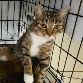 Dutchess -  Domestic Short Hair Cat for Adoption in Canton, North Carolina - Dutchess | PetCurious