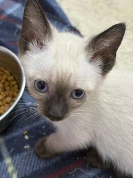 Domestic Short Hair Cats Available for Adoption in Albuquerque, New Mexico - Atticus | PetCurious