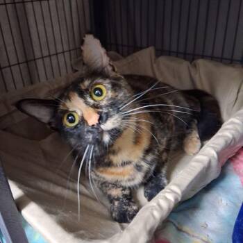 Domestic Short Hair Cats Available for Adoption in Lake Havasu City, Arizona - Callie | PetCurious