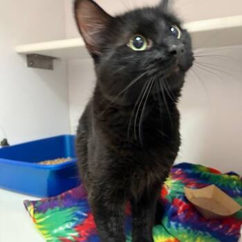 Krados -  Domestic Long Hair Cat for Adoption in Kanab, Utah - Krados | PetCurious