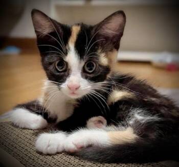 Storm&Bolt -  Calico Cat for Adoption in Buffalo, New York - Storm&Bolt | PetCurious