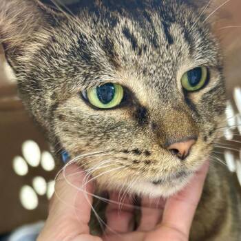 Euni -  Domestic Short Hair Cat Available for Adoption in Boston, Massachusetts - Euni | PetCurious
