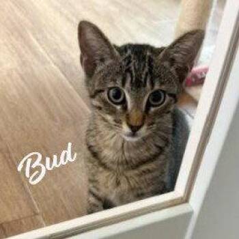 Tabby and Domestic Short Hair Cats Available for Adoption in Houston, Texas - Bud #tabby-brigade | PetCurious