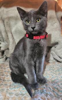 Merritt -  Domestic Medium Hair Cat for Adoption in Burbank, California - Merritt | PetCurious