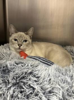 Rescue Siamese and Domestic Short Hair Cats for Adoption in Roseville, California - Lotus | PetCurious
