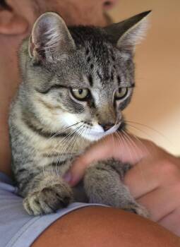Plato -  Domestic Medium Hair Cat for Adoption in North Fort Myers, Florida - Plato | PetCurious
