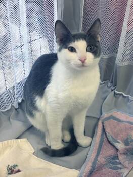 Domestic Short Hair Cats Available for Adoption in Virginia Beach, Virginia - George 