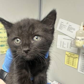 Domestic Short Hair Cats Available for Adoption in Concord, North Carolina - Collin | PetCurious
