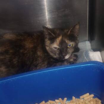 Desire -  Domestic Short Hair Cat for Adoption in Flagstaff, Arizona - Desire | PetCurious