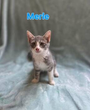 Merle -  Domestic Short Hair Cat for Adoption in Groveland, Massachusetts - Merle | PetCurious