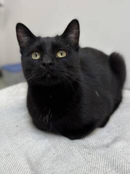 Rescue Domestic Short Hair Cats for Adoption in Richland Center, Wisconsin - Othello | PetCurious