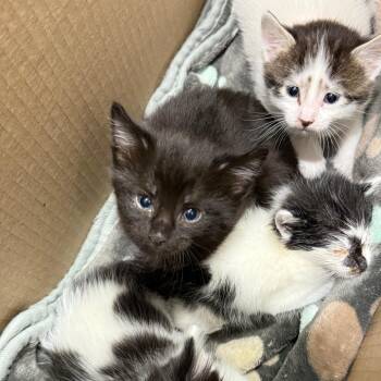 Snap -  Domestic Short Hair Cat for Adoption in Spring Hill, Kansas - Snap | PetCurious
