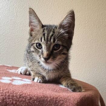 Paws -  Domestic Short Hair Cat for Adoption in NEW PT RICHEY, Florida - Paws | PetCurious