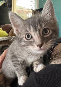 Sarah ( AV) -  Tabby Cat for Adoption in Napa, California - Sarah ( AV) | PetCurious