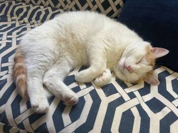 Domestic Short Hair Cats Available for Adoption in Wakefield, Quebec - Apollo | PetCurious