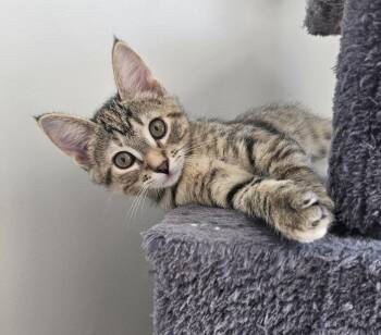 Tipper -  Domestic Short Hair Cat for Adoption in Ogden, Utah - Tipper | PetCurious