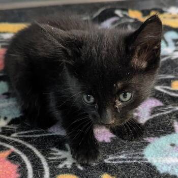 October -  Domestic Short Hair Cat for Adoption in Brighton, Missouri - October | PetCurious
