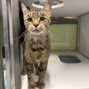 Lucy -  Domestic Short Hair Cat for Adoption in Binghamton, New York - Lucy | PetCurious