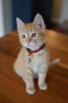 Tabby and Domestic Medium Hair Cats Available for Adoption in Dallas, Texas - Achilles | PetCurious