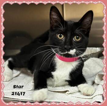 STAR -  Domestic Short Hair and Tuxedo Cat for Adoption in Marietta, Georgia - STAR | PetCurious