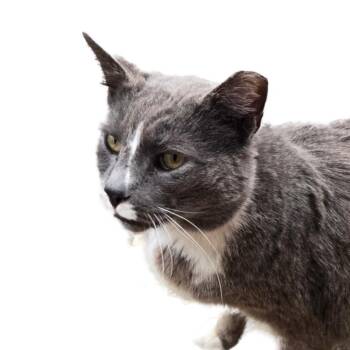 Domestic Short Hair Cats Available for Adoption in Merrifield, Virginia - Charleston Gandy | PetCurious