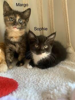 Rescue Domestic Short Hair Cats for Adoption in Los Angeles, California - Margo And Sophie (bonded) | PetCurious