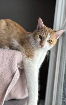 Domestic Short Hair Cats Available for Adoption - YORKE | PetCurious