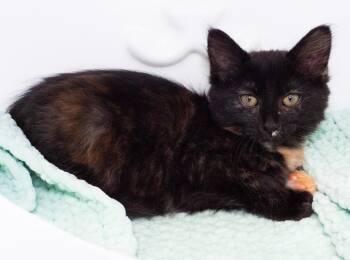 Winner -  Domestic Long Hair Cat for Adoption in Seattle, Washington - Winner | PetCurious