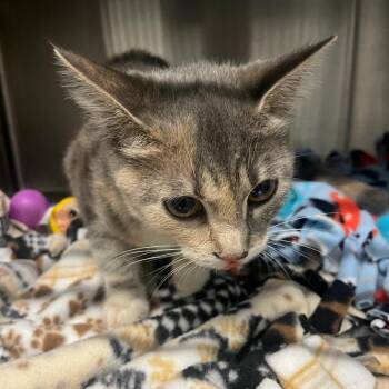 Serendipity -  Domestic Short Hair Cat for Adoption in Dearborn, Michigan - Serendipity | PetCurious