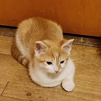 Domestic Short Hair Cats Available for Adoption in Carmel, Indiana - Madison | PetCurious