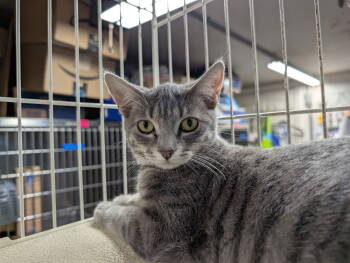 Rescue Domestic Short Hair Cats for Adoption in Herndon, Virginia - Spirit (& Popcorn) Bonded | PetCurious