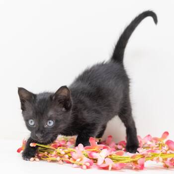 Sable -  Domestic Short Hair Cat for Adoption in Trophy Club, Texas - Sable | PetCurious