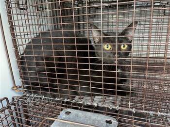A661827 -  Domestic Short Hair Cat for Adoption in Houston, Texas - A661827 | PetCurious