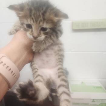 Domestic Short Hair Cats Available for Adoption - Kitten 2 | PetCurious