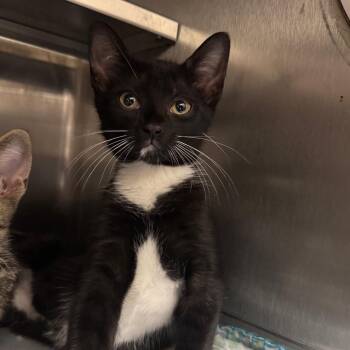 Harlequin-Key -  Domestic Short Hair Cat for Adoption in Middleburg, Florida - Harlequin-Key | PetCurious